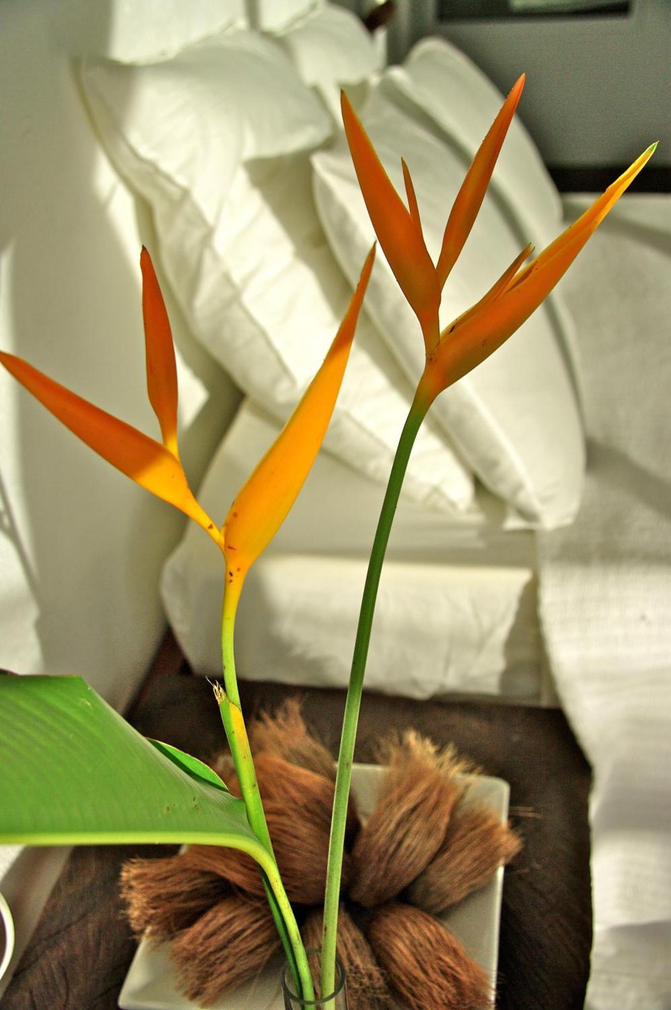 Bliss Boutique Seychelles Glacis (Mahe)